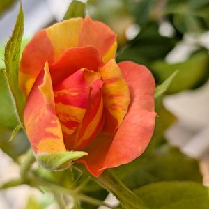 ミニバラ,ベランダガーデニング,花のある暮らし,バラ・ミニバラ,絞り咲きの画像