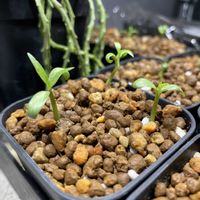 パキポディウム・グラキリス,ドラ兄hyb,塊根植物,パキポディウム属,里帰りの画像