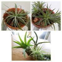 ドラゴンフルーツ,植物園,多肉植物,可愛い,大きな花の画像