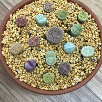 コノフィツム,リトープス,曲玉,多肉植物の画像