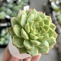 エケベリア,ルブラ,ルル,紅手鞠,桃薫女王の画像