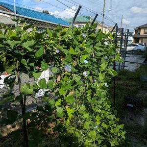 ゴーヤ,シカクマメ,収穫,夏野菜,家庭菜園奮闘日記の画像