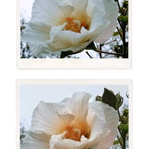 アサガオ,百日草,ミニバラ,ジニア（百日草）,酔芙蓉(スイフヨウ)の画像