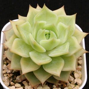多肉植物,エケベリア属,多肉大好き,多肉植物 エケベリア,ドロサンテマム の画像