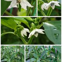 とうがらし,とうがらし,十六ササゲ,十六ササゲ豆,地植えの画像