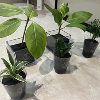 サンスベリア,テーブルヤシ,ドラセナ,フィカス,Greensnapの画像