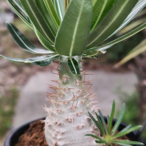 パキポディウム,パキポディウム・グラキリス,多肉植物,観葉植物,塊根植物の画像