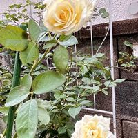 キンセンカ,バラ,バラ,トキワシノブ,エリナの画像