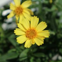 コレオプシス,鉢植え,黄色い花,キク科,花のある暮らしの画像