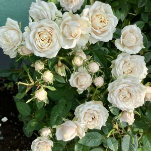 バラ,ミニバラ,白い花,癒し,ホワイトの画像