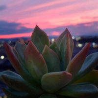 レッドジェイド,M's Succulent Memories,多肉植物,夕焼け,マジックアワーの画像