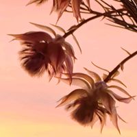 セルリア,切り花,シルエット好き,秋の始まり,キュンキュン乙女倶楽部の画像