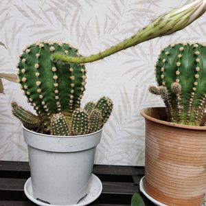 仙人掌,多肉植物,観葉植物,サボテンの花,花のある暮らしの画像