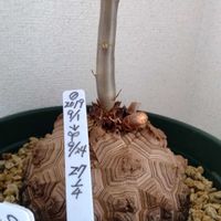 亀甲竜,パキポディウム・グラキリス,パキポディウム属,ミキキリス,ウルトラマン怪獣の画像