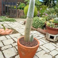 サボテン,吹雪柱,多肉植物,植え替えの画像