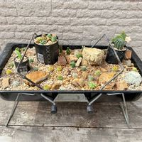 サボテン,多肉植物,サボテンの寄せ植えの画像