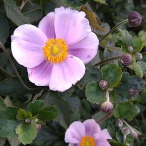 トレニア,宿根草,秋明菊ピンク,半日陰,無農薬の画像