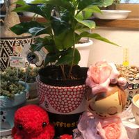 コーヒーの木,繋がりに感謝✨,がんに負けるな！,GS不眠隊7番,みんさんありがとう♡の画像