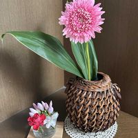 カーネーション,ガーベラ,ドラセナ,リンドウ,アリストロメリアの画像