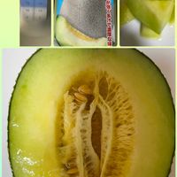 メロン,ベランダガーデニングの画像