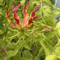 アサガオ,ケイトウ,グロリオサ,ワタ(綿花),バス停近くのお宅にの画像