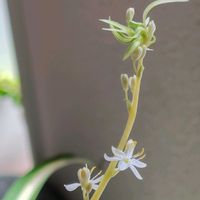 オリヅルラン,開花,白い花,うれしい！,斑入り。の画像