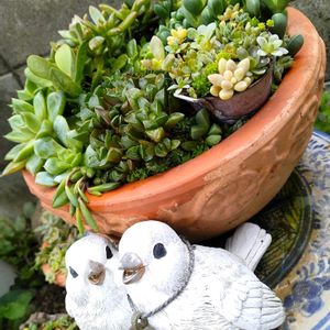 多肉植物,多肉寄せ植え,お庭の植物,葉挿しっ子の画像