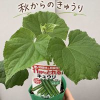 キュウリ,夏野菜,家庭菜園奮闘日記,家庭菜園,畑の画像