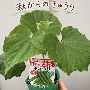 キュウリ,夏野菜,家庭菜園奮闘日記,家庭菜園,畑の画像