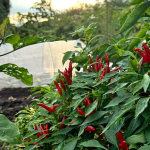 ミニトマト,空芯菜,シシトウガラシ,トウガラシ,ひもとうがらしの画像