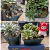 トキワシノブ,オリビア,レボリューション,バラと夢CLUB,るるさんの手作り雑貨の画像