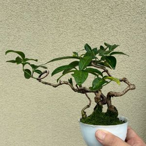 盆栽,小品盆栽,庭の画像