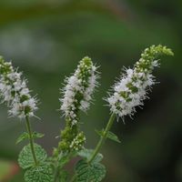 ミント,山野草,花散歩,OLYMPUS,ミラーレス一眼の画像