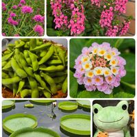 アンゲロニア,アンゲロニア,キャットテール,キャットテール,デュランタの画像