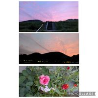 アメリカンブルー,チェリーセージ,アイビー,八重咲きペチュニア,今日の夕日の画像