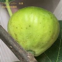 イチジク,いちじく,室内栽培,鉢栽培,2年生の画像