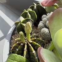 ギムノカリキウム,ギムノカリキウム,サボテンの花,北海道タニラー,ベランダの画像