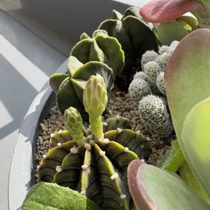 ギムノカリキウム,ギムノカリキウム,サボテンの花,北海道タニラー,ベランダの画像