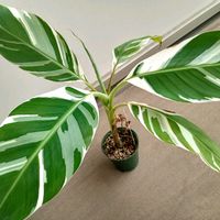 バナナ,バナナ,バナナ,チワワ,写りたがりさんの画像