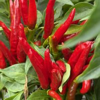 唐辛子,観賞用トウガラシ,トウガラシ,多年草,夏野菜の画像