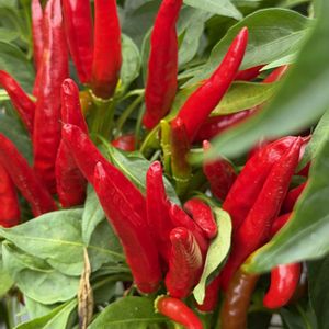 唐辛子,観賞用トウガラシ,トウガラシ,多年草,夏野菜の画像