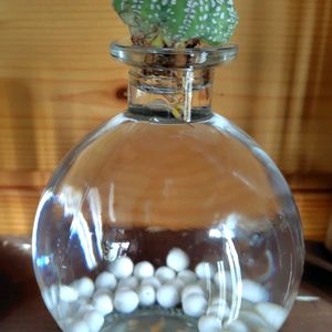 アストロフィツム属 兜丸,アストロフィツム属 兜丸,多肉植物,水耕栽培,根っこの画像