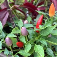 ナチュラルガーデン,花のある暮らし,自然が好き,GS映え,GS日和の画像