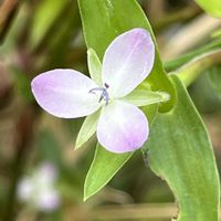 コナギ,イボクサ,水生植物,一年草,ツユクサ科の画像