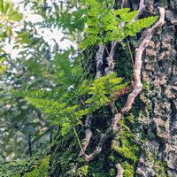 トキワシノブ,ノキシノブ,シダ植物,着生植物,珍奇植物の画像