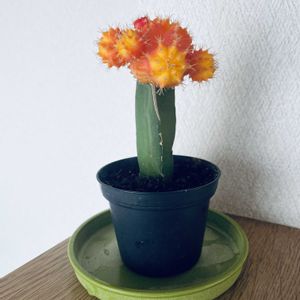 サボテン,ヒボタン,緋牡丹,iPhone撮影,緋牡丹友の会の画像