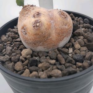 オトンナ・カカリオイデス,オトンナ・カカリオイデス,オトンナ属,珍奇植物,グランカクタスの画像