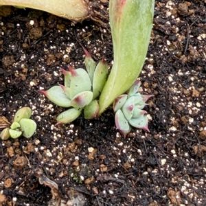 多肉植物,葉挿し,エケベリア属,バルビナエア属の画像