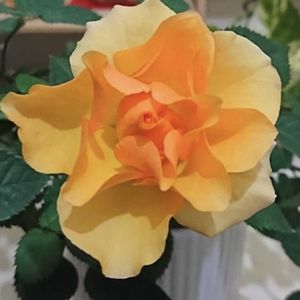 ミニバラ,下駄箱の上,花大好き女子,玄関内側の画像