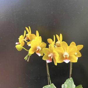 コチョウラン,胡蝶蘭,ラン,ミディ胡蝶蘭,スマホ撮影の画像